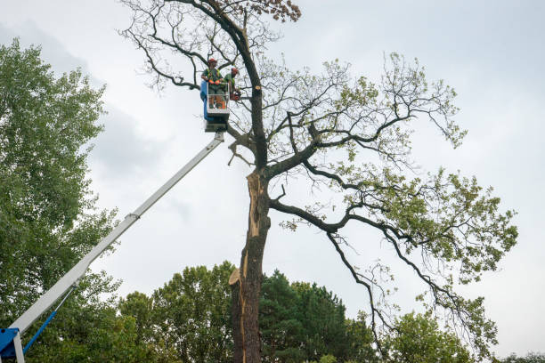 How Our Tree Care Process Works  in  Bealeton, VA